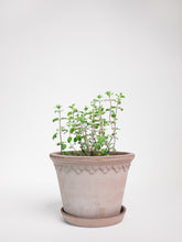products/SotoProductShootLowQ-2024.jpg